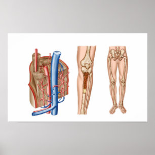 Poster Anatomia da medula humana