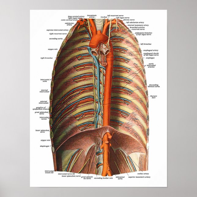 Pôster Anatomia das costelas e do torax (Frente)
