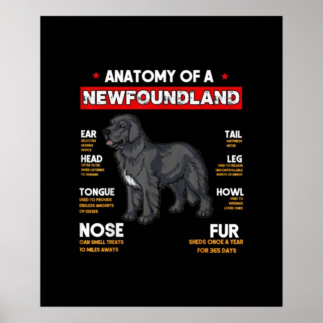 Poster Anatomia De Cães Da Terra Nova (Frente)