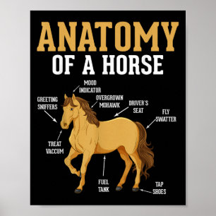 Poster Anatomia De Cavalo Engraçado Equestre Equestre Cav