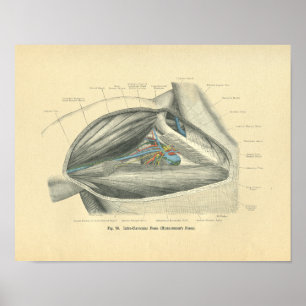 Poster Anatomia de Frohse do vintage do Clavicle & do