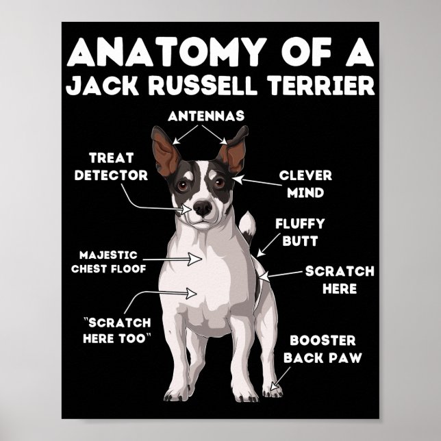 Poster Anatomia de Jack Russell Terrier (Frente)