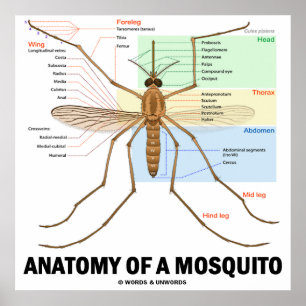 Poster Anatomia De Mosquito (Entomologia)