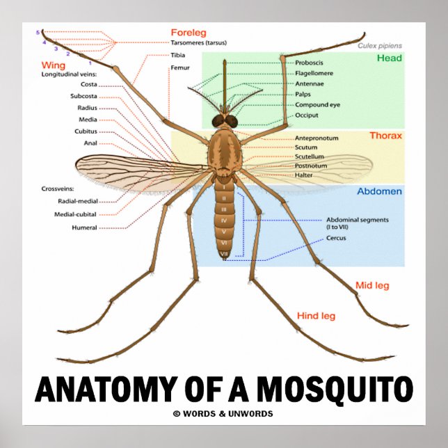 Poster Anatomia De Mosquito (Entomologia) (Frente)