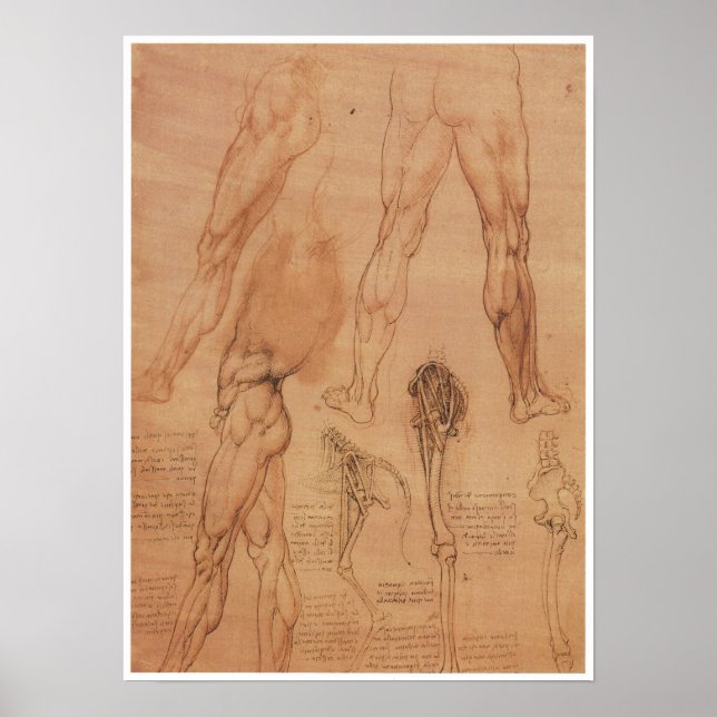 Poster Anatomia de superfície da extrema baixa, Da Vinci (Frente)