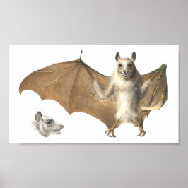 Poster Anatomia de um Bat de Fruta - Engrenagem Antica