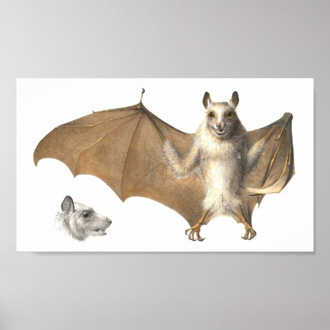 Poster Anatomia de um Bat de Fruta - Engrenagem Antica (Frente)