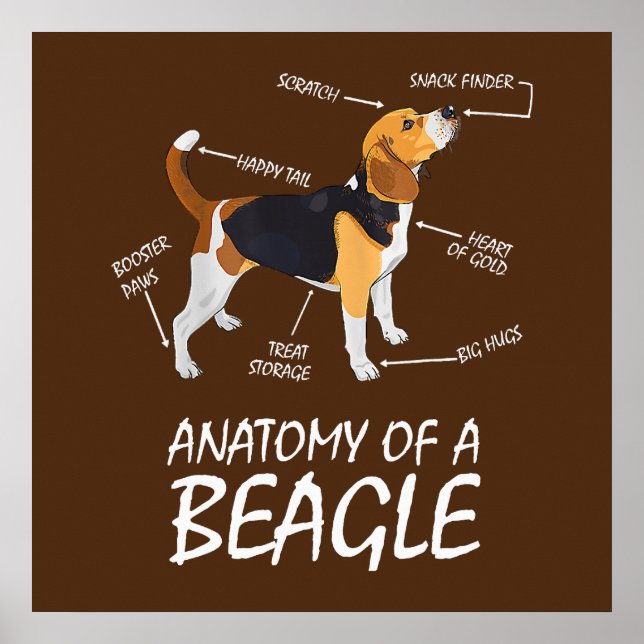 Poster Anatomia De Um Cachorro De Beagle (Frente)