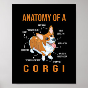 Poster Anatomia de um Cachorro Engraçado Corgi