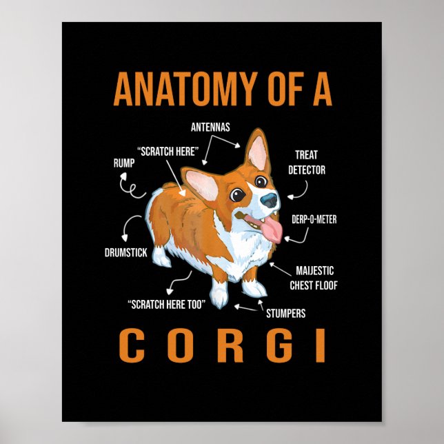 Poster Anatomia de um Cachorro Engraçado Corgi (Frente)