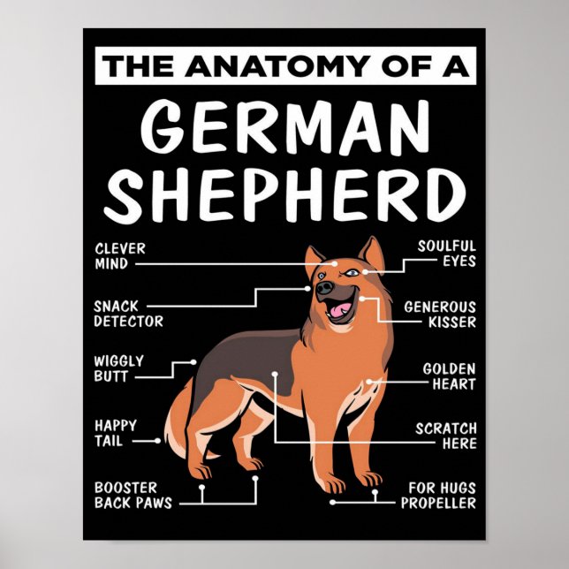 Poster Anatomia De Um Cachorro German shepherd (Frente)