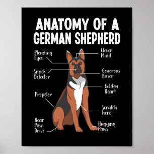 Poster Anatomia de um cão German shepherd Mãe