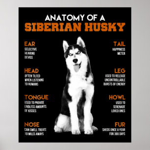 Poster Anatomia de um cão Siberiano Husky Arte engraçada