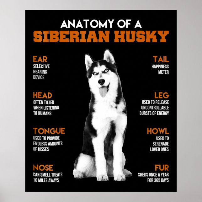 Poster Anatomia de um cão Siberiano Husky Arte engraçada (Frente)