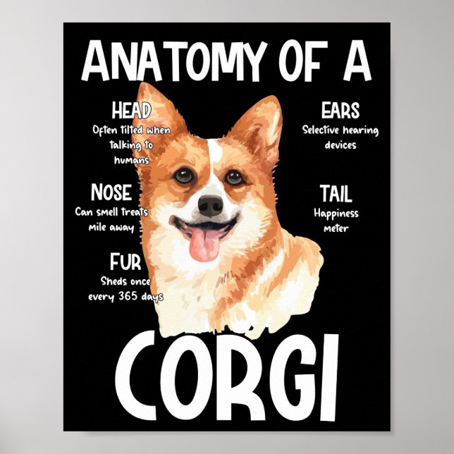 Poster Anatomia De Um Corgi Para Cachorros (Frente)
