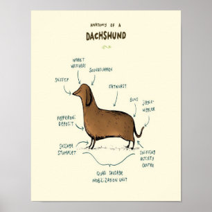 Poster Anatomia De Um Dachshund   Pássaros De Cães Dachsh