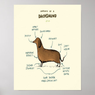 Poster Anatomia De Um Dachshund | Pássaros De Cães Dachsh