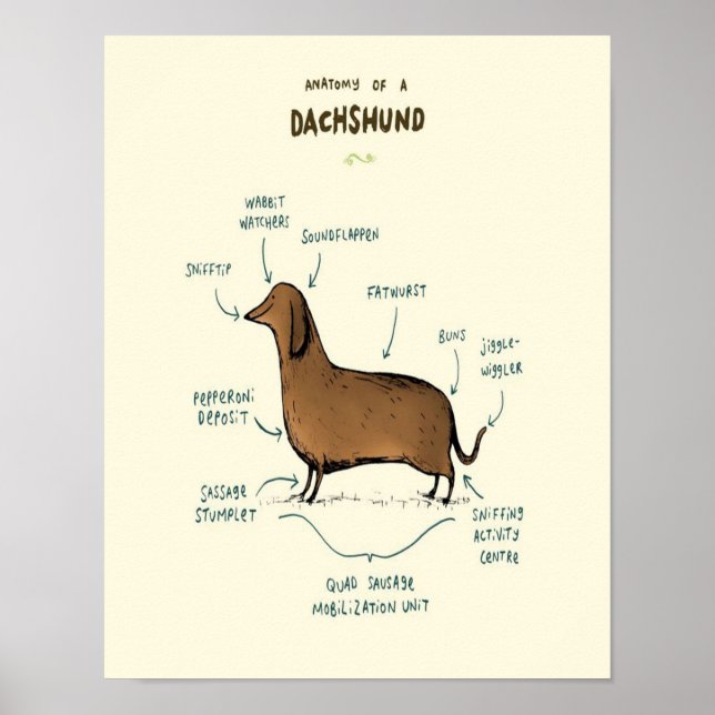 Poster Anatomia De Um Dachshund | Pássaros De Cães Dachsh (Frente)