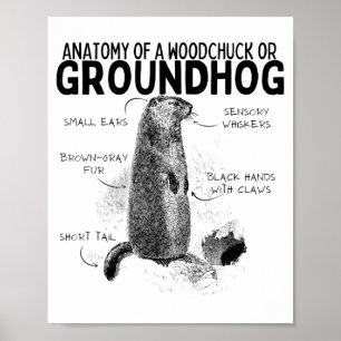 Poster Anatomia de um esquilo ou marmota Animal engraçado