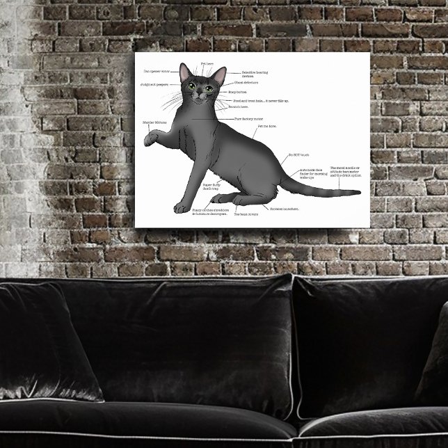 Poster Anatomia de um Gato (Criador carregado)