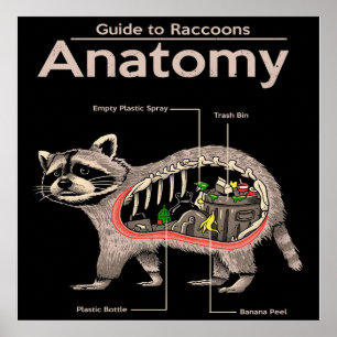 Poster Anatomia de um guaxinim   Panda Lover