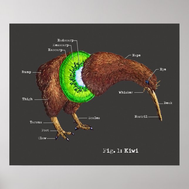 Poster Anatomia de um Kiwi (Frente)