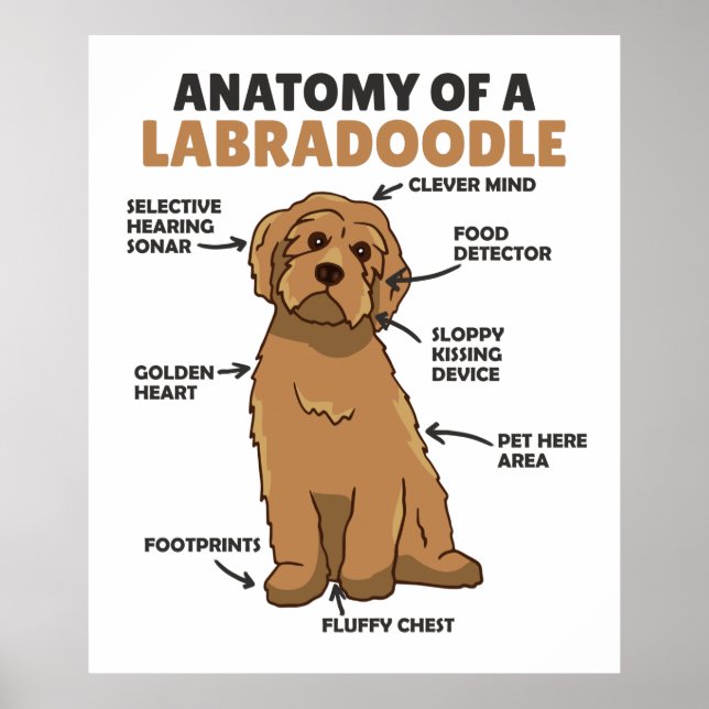 Poster Anatomia De Um Labradoodle Cute Canine Puppy (Frente)