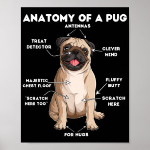 Poster Anatomia de um Pug