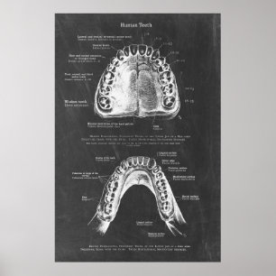 Poster Anatomia dentária da mandíbula superior e inferior