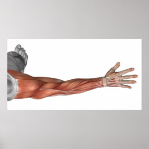 Poster Anatomia do braço humano, opinião do músculo do