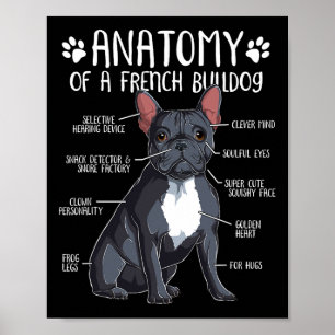 Poster Anatomia do Bulldog Francês Cachorro Francês Propr
