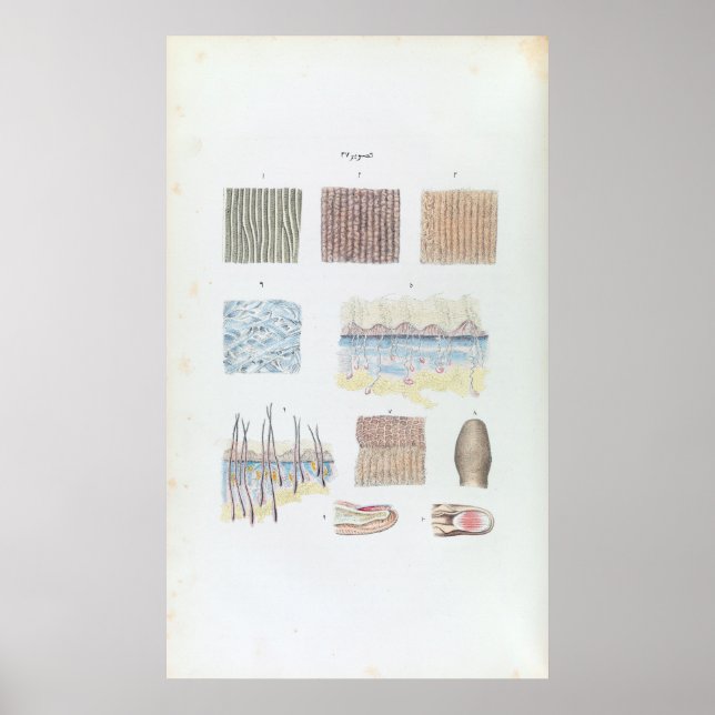 Poster Anatomia do cabelo humano da pele e Unhas (Frente)