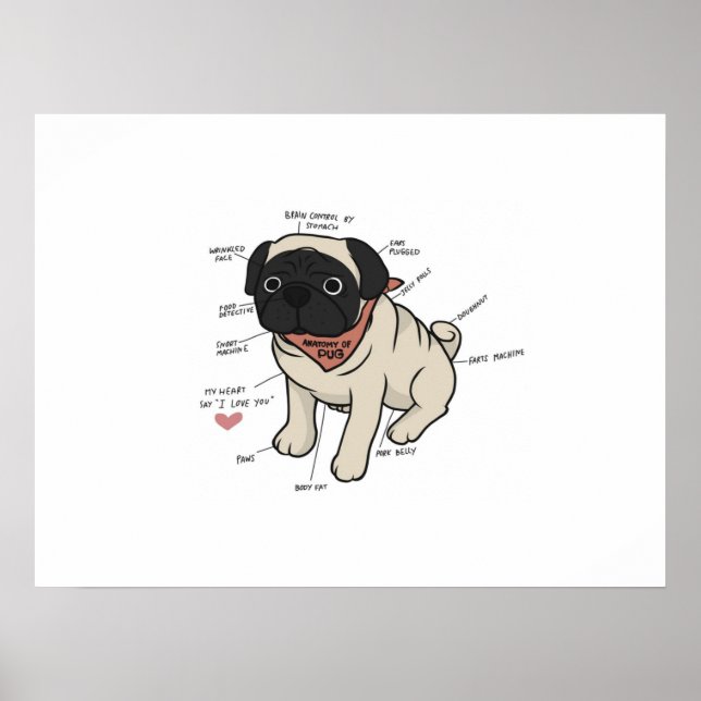 Poster Anatomia Do Cachorro Pug (Frente)