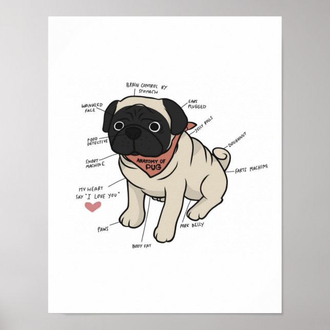 Poster Anatomia Do Cachorro Pug (Frente)