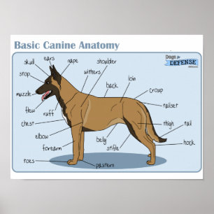 Pôster anatomia do canino 16x12