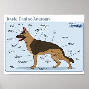Pôster anatomia do canino 16x12