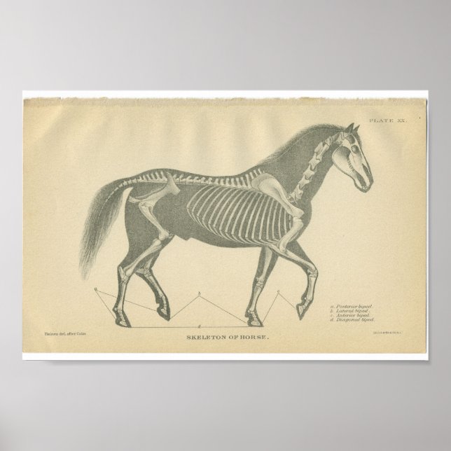 Poster Anatomia do cavalo da Vintage - Esqueleto do Impre (Frente)