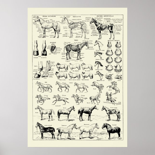 Poster Anatomia do Cavalo Vintage (Frente)
