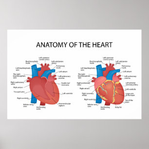 Poster Anatomia do coração