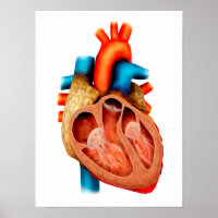 Anatomia Do Coração Humano, Seção Cruzada