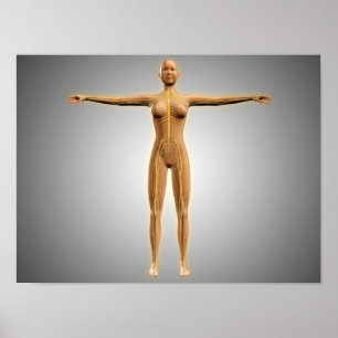 Pôster Anatomia do corpo fêmea com sistema nervoso