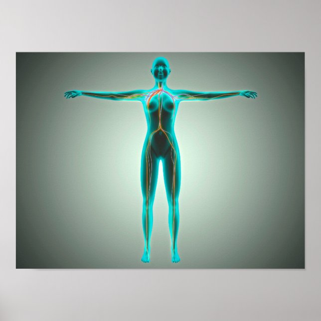 Poster Anatomia Do Corpo Feminino Com Artérias E Veias (Frente)