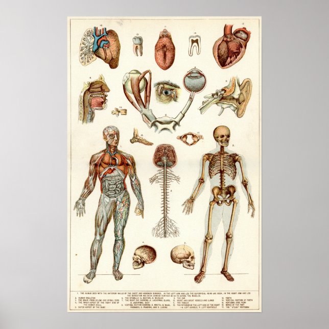 Baralho Músculos masculinos da anatomia humana por Leonard