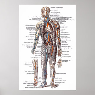 Pôster Anatomia do corpo humano