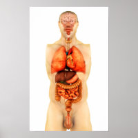 Anatomia Do Corpo Humano Mostrando Órgãos Inteiros