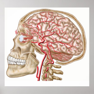 Poster Anatomia do crânio, do globo ocular e de artéria