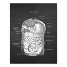Anatomia do Decor Gastroenterologista Intestino