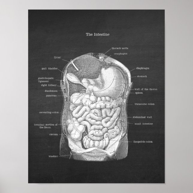 Poster Anatomia do Decor Gastroenterologista Intestino (Frente)