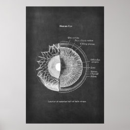 Poster Anatomia do Decor Optometrista Olho Humano