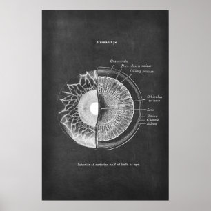Poster Anatomia do Decor Optometrista Olho Humano